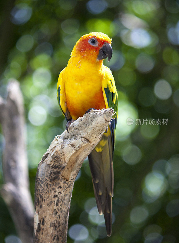 Sun Conure on Branch